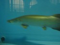 Fish of Prey