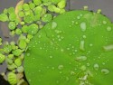 Lilly Pad