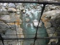 Derelict Bridge