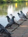 Pigeons