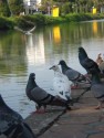 Pigeons