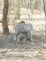 Tigers