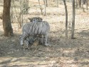 Tigers