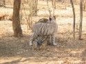 Tigers