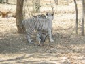 Tigers