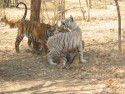 Tigers