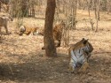 Tigers