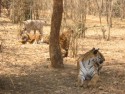 Tigers