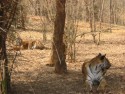 Tigers