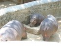 Hippopotamus