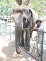 Elephant and Keeper