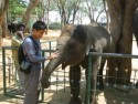 Wesley and Baby Elephant