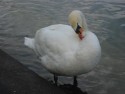 Swan