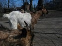 Goats