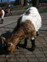 Goats