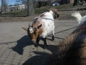 Goats
