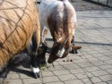 Goats