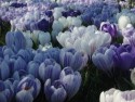 Crocuses