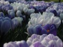 Crocuses