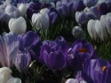 Crocuses