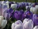 Crocuses