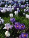 Crocuses