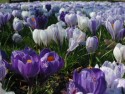 Crocuses