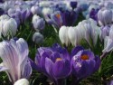 Crocuses