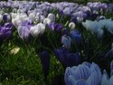 Crocuses
