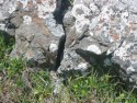 Lizard