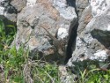 Lizard
