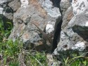 Lizard