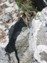 Lizard