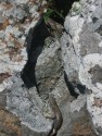 Lizard