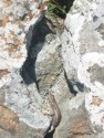 Lizard