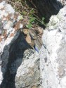 Lizard