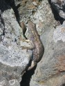 Lizard