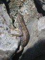 Lizard
