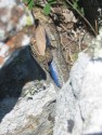 Lizard