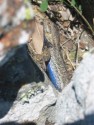 Lizard