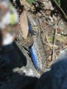 Lizard