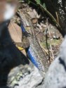 Lizard