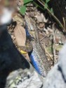 Lizard