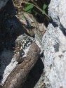 Lizard