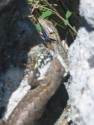 Lizard
