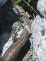 Lizard