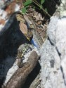 Lizard