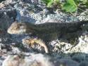 Lizard