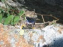 Lizard