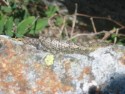Lizard